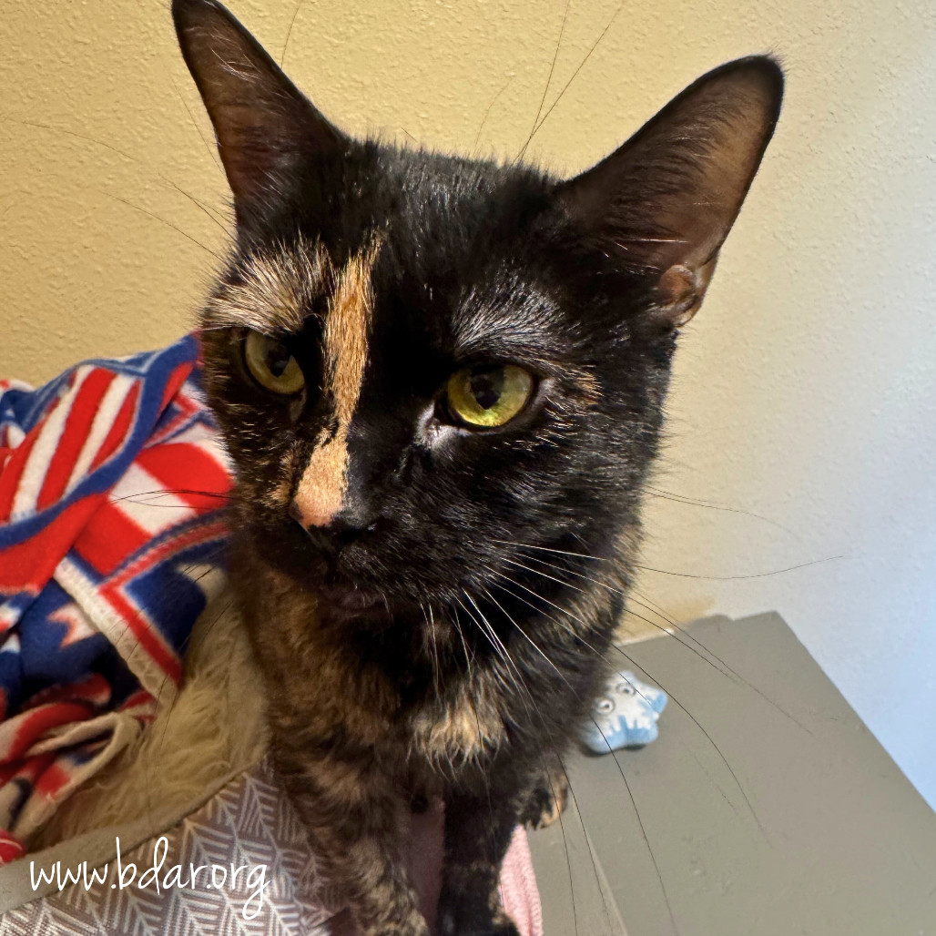 Sally, an adoptable Domestic Short Hair in Cheyenne, WY, 82009 | Photo Image 1