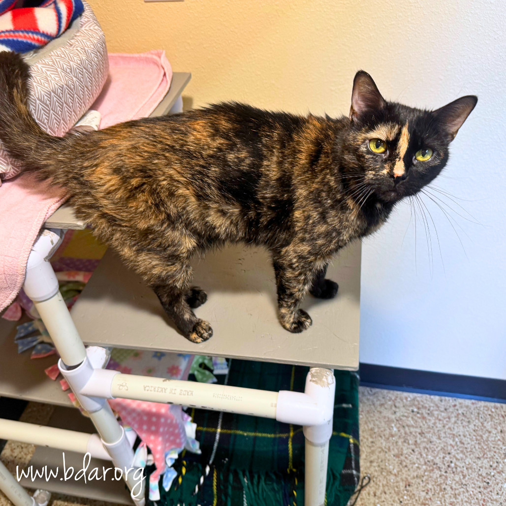 Sally, an adoptable Domestic Short Hair in Cheyenne, WY, 82009 | Photo Image 2