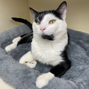 Baffert, Young Male Domestic Short Hair