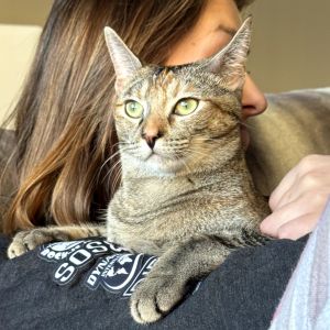 Meet Honey - Your Sweet  Unique Tortie Girl Honey is an 12-month-old kitten with a beautiful one-