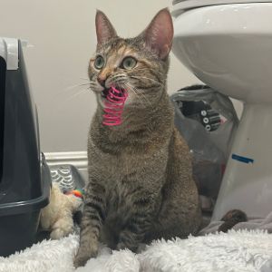 Meet Honey - Your Sweet  Unique Tortie Girl Honey is an 12-month-old kitten with a beautiful one-
