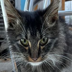 Phoenix, Adult Female Domestic Long Hair