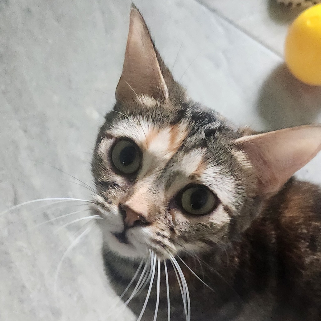 Maeve