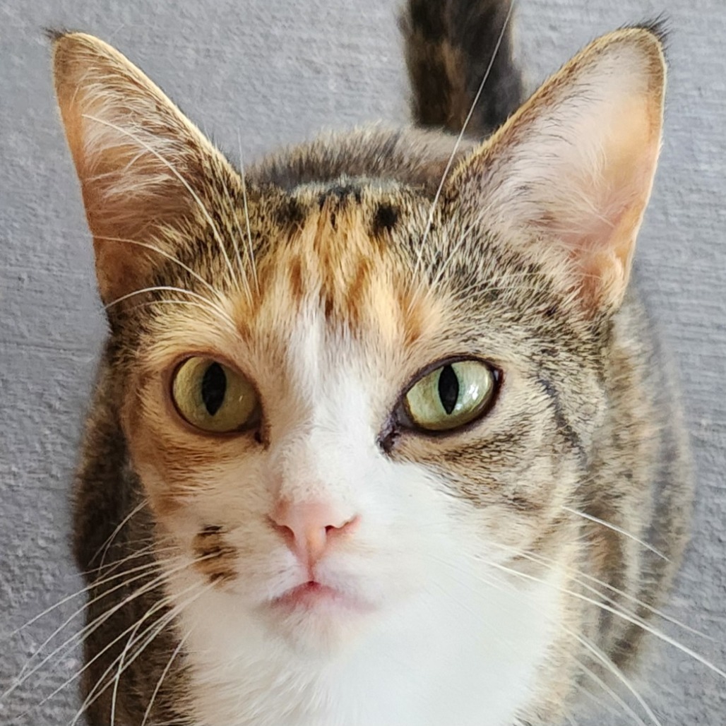Circe