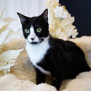Jack, Adult Male unknown