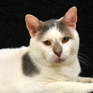Dobby, Adult Male unknown