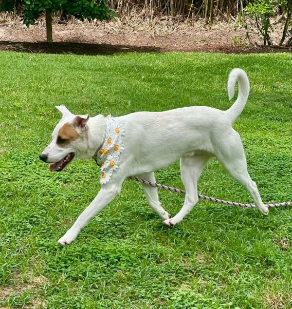 Krypto thumbnail 5