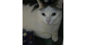 Juniper, Adult Female unknown