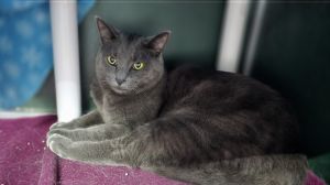 Lilac, Adult Female unknown