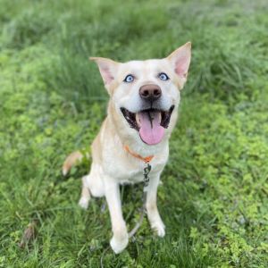 Pony Boy, Adult Male Husky