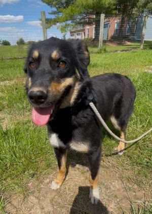 Charlotte, Adult Female Australian Shepherd