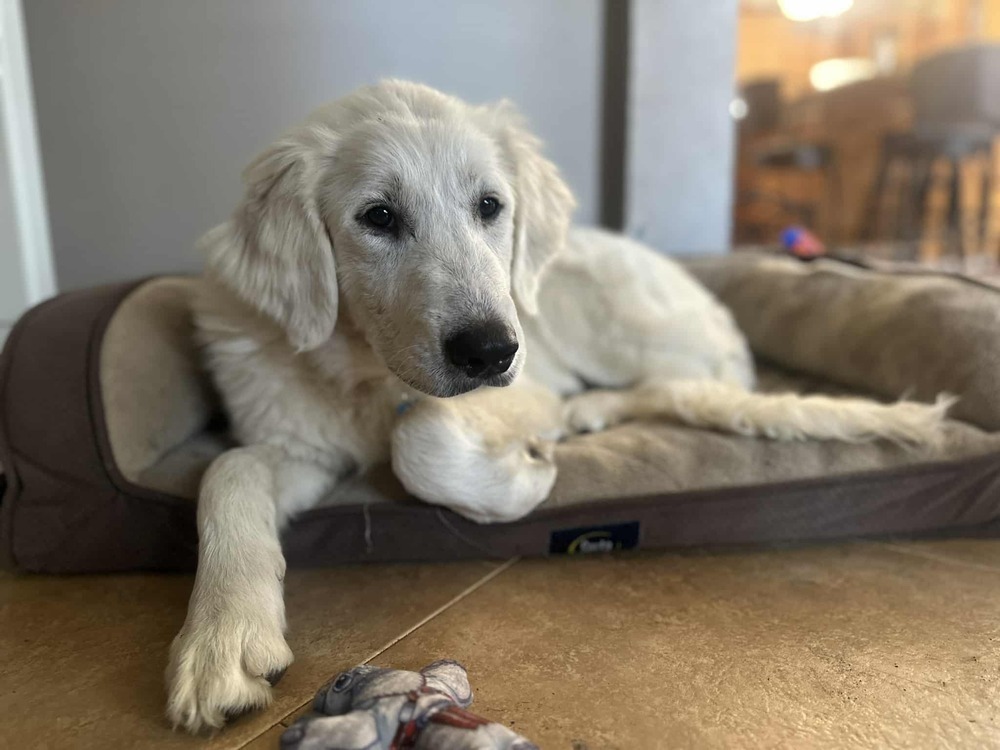 Nilla
