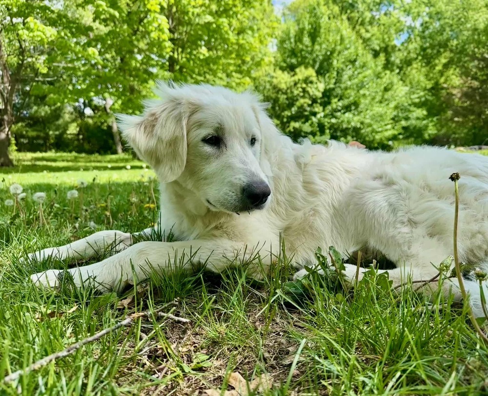 Nilla