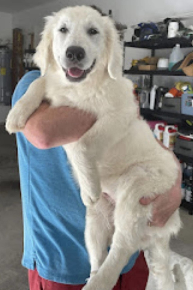 Nilla