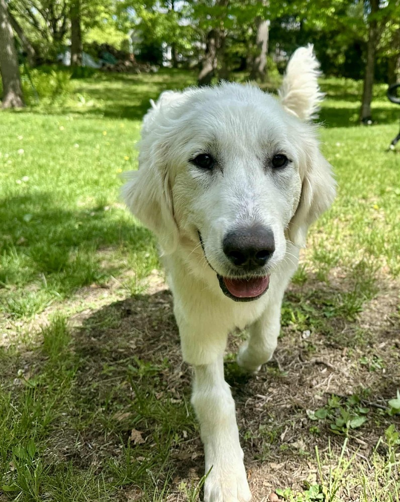 Nilla