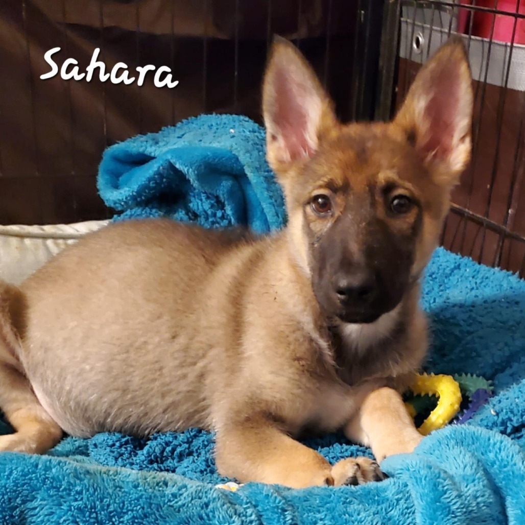 Sahara DD
