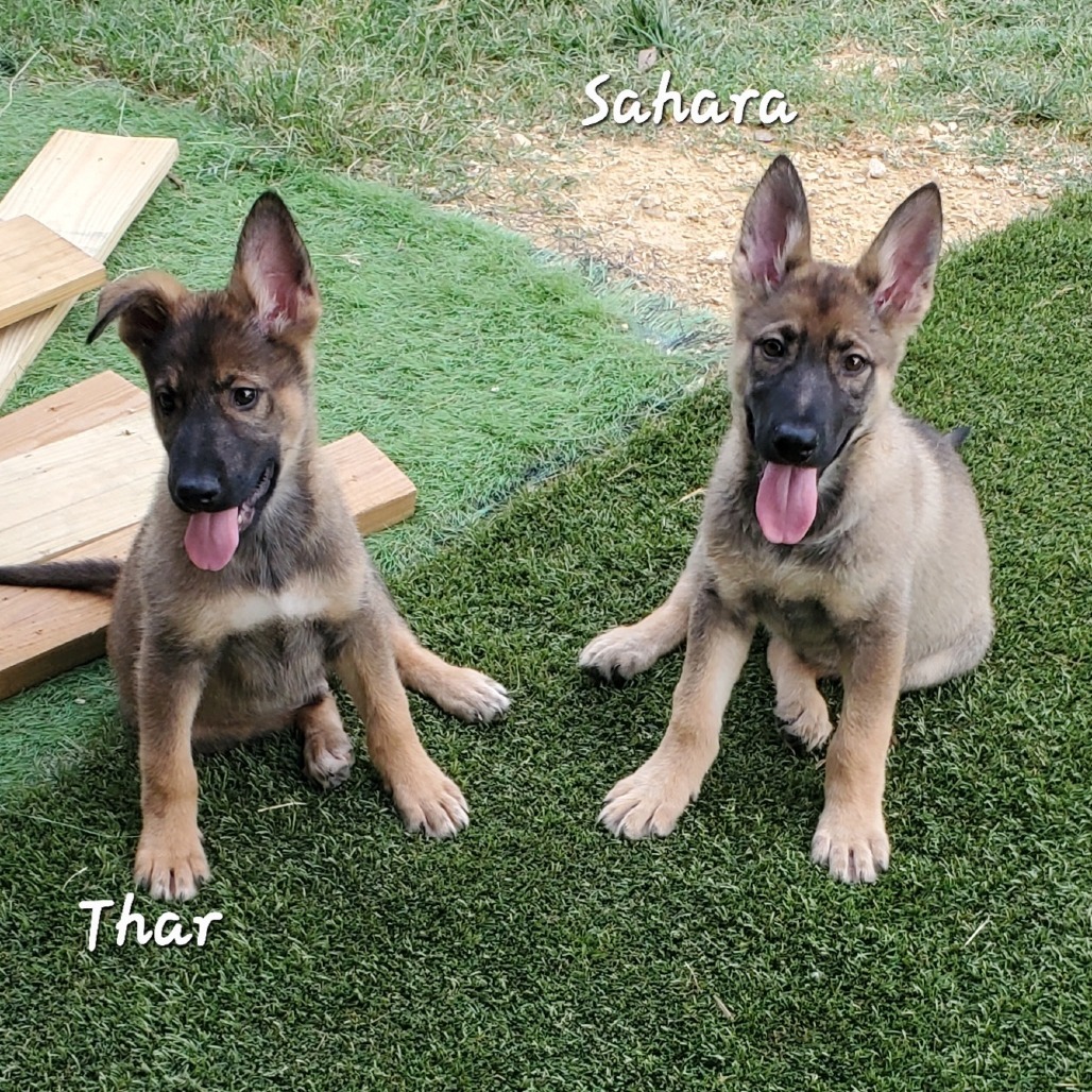 Sahara DD