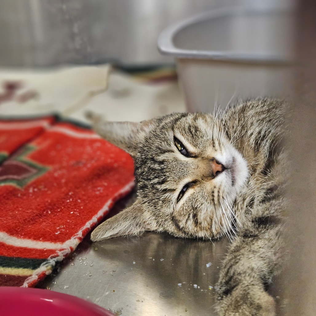 Sheila, an adoptable Domestic Short Hair in Midland, TX, 79701 | Photo Image 1