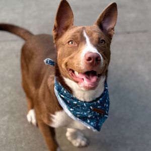 Brookie is a 40-pound bundle of energy wiggles and tail wags Shes smart playful and loves peop