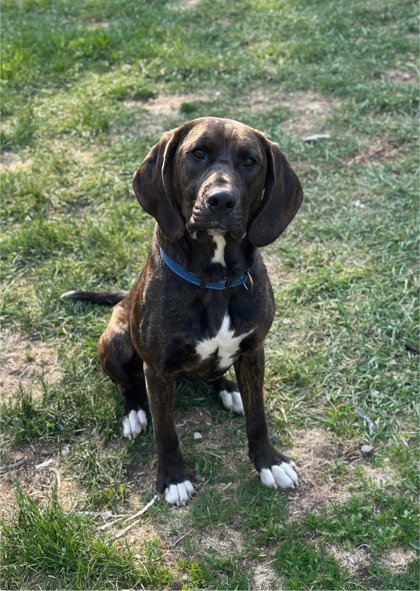 Ziva