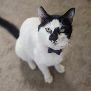 Meet Howard - The Handsome Lovebug Who Asked for a Second Chance Howard is a yea
