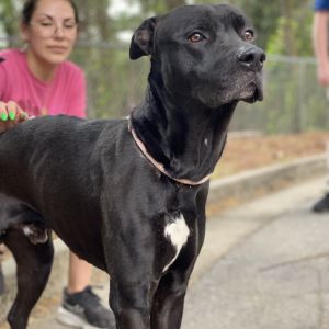 King 1364, Adult Male Mixed Breed