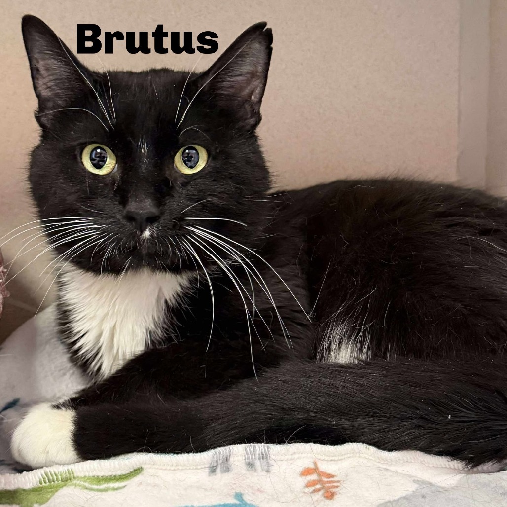 Brutus 250343