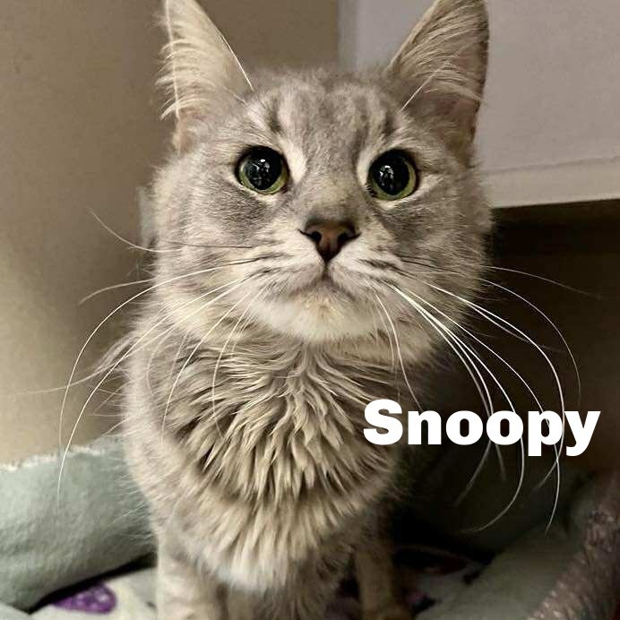Snoopy 250402