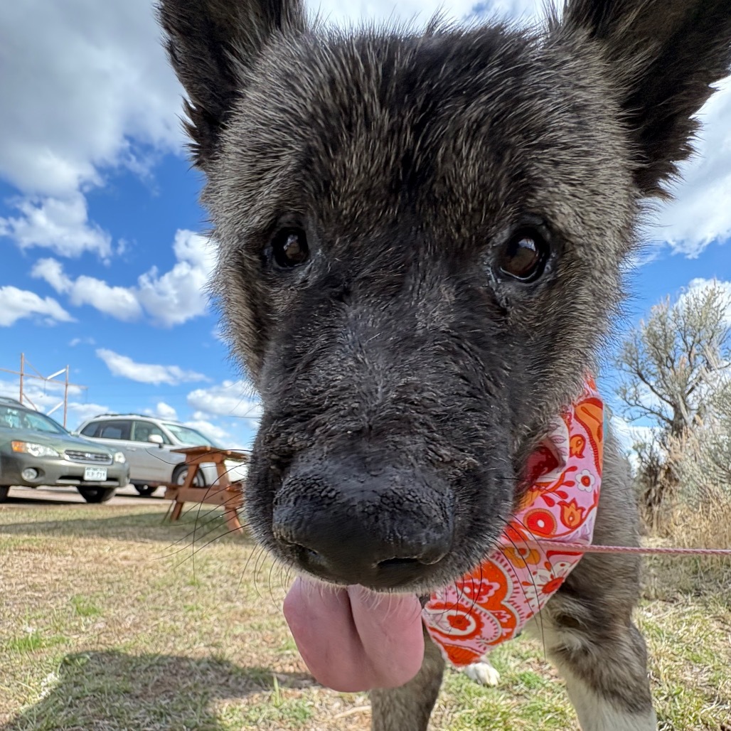 Nala