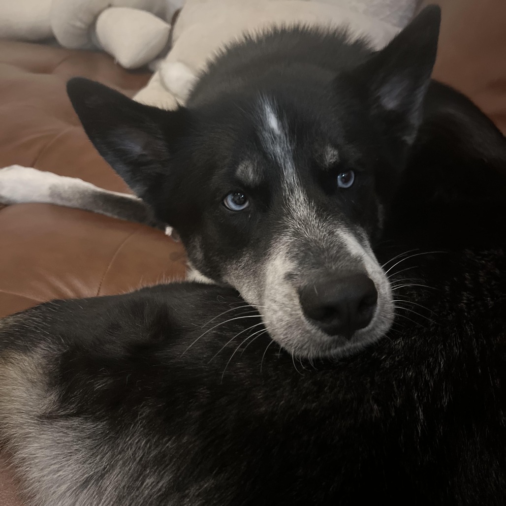 Bandit