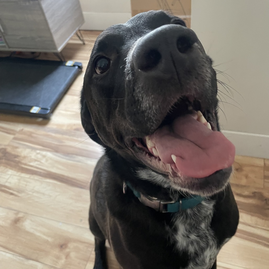 Rex