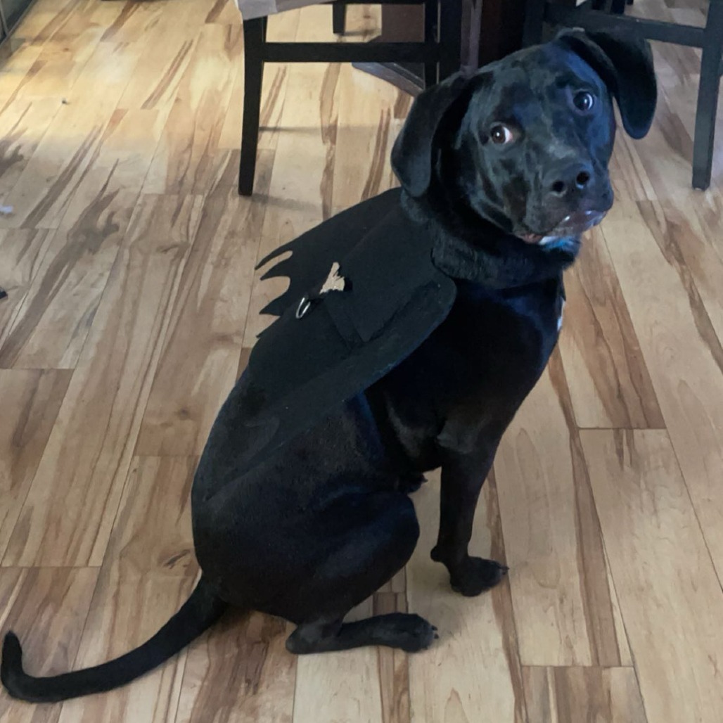 Rex