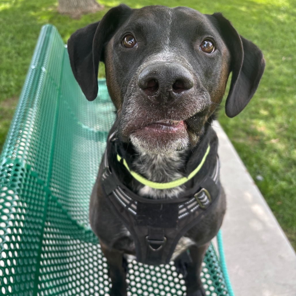 Rex