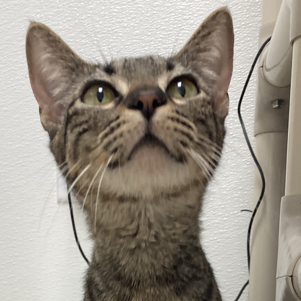 Clementine