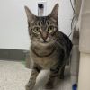 Clementine photo 4