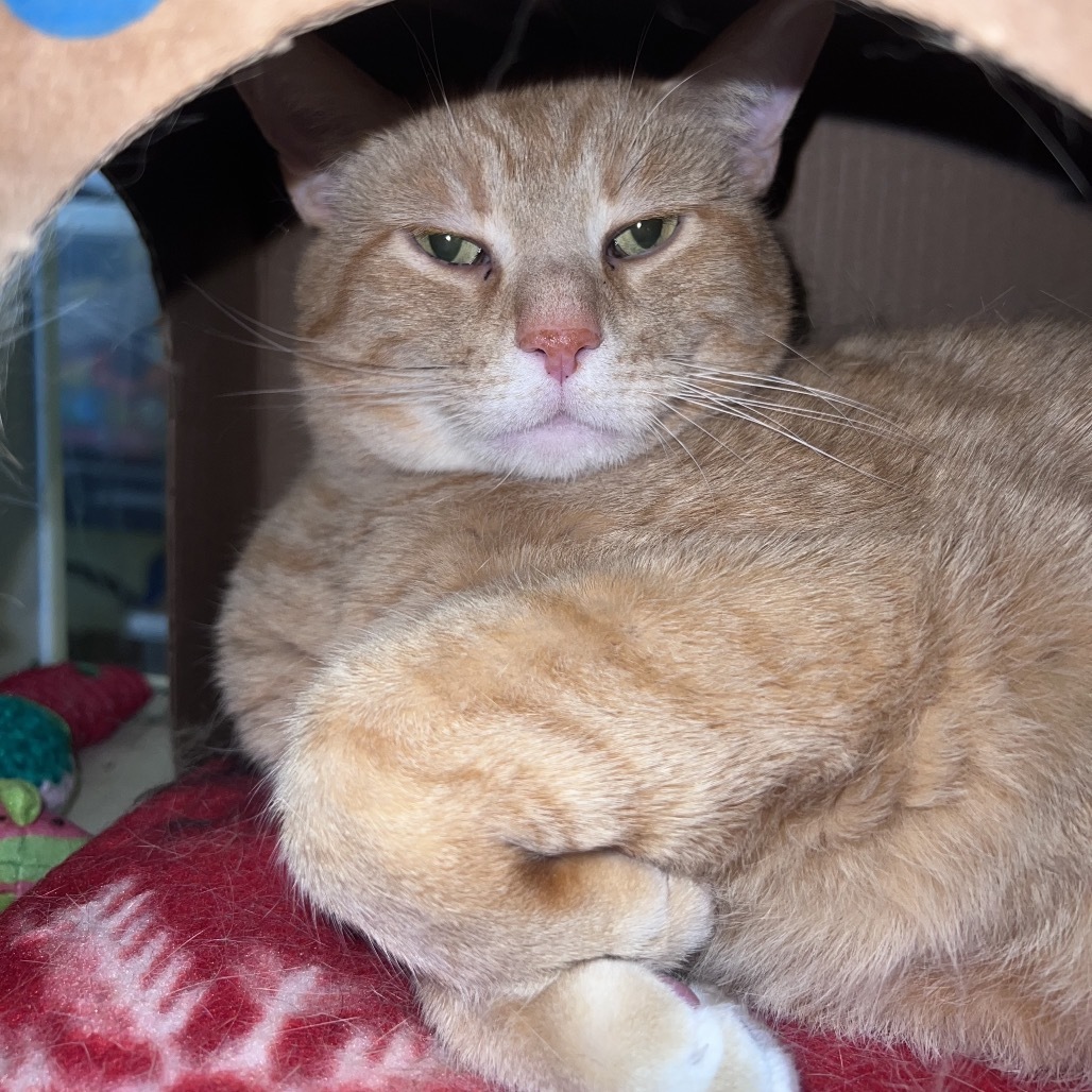 Ginger Boy