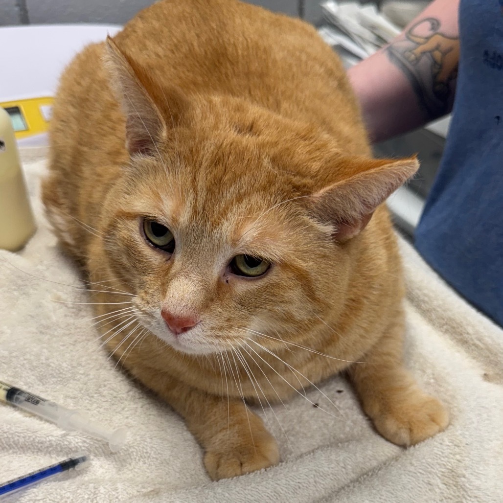 Ginger Boy