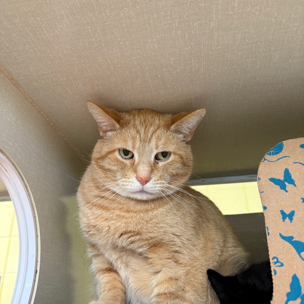 Ginger Boy