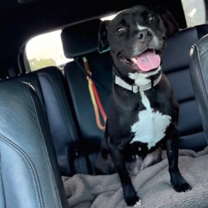 Potatah, Adult Female Mixed Breed