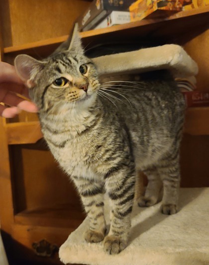 Peanut