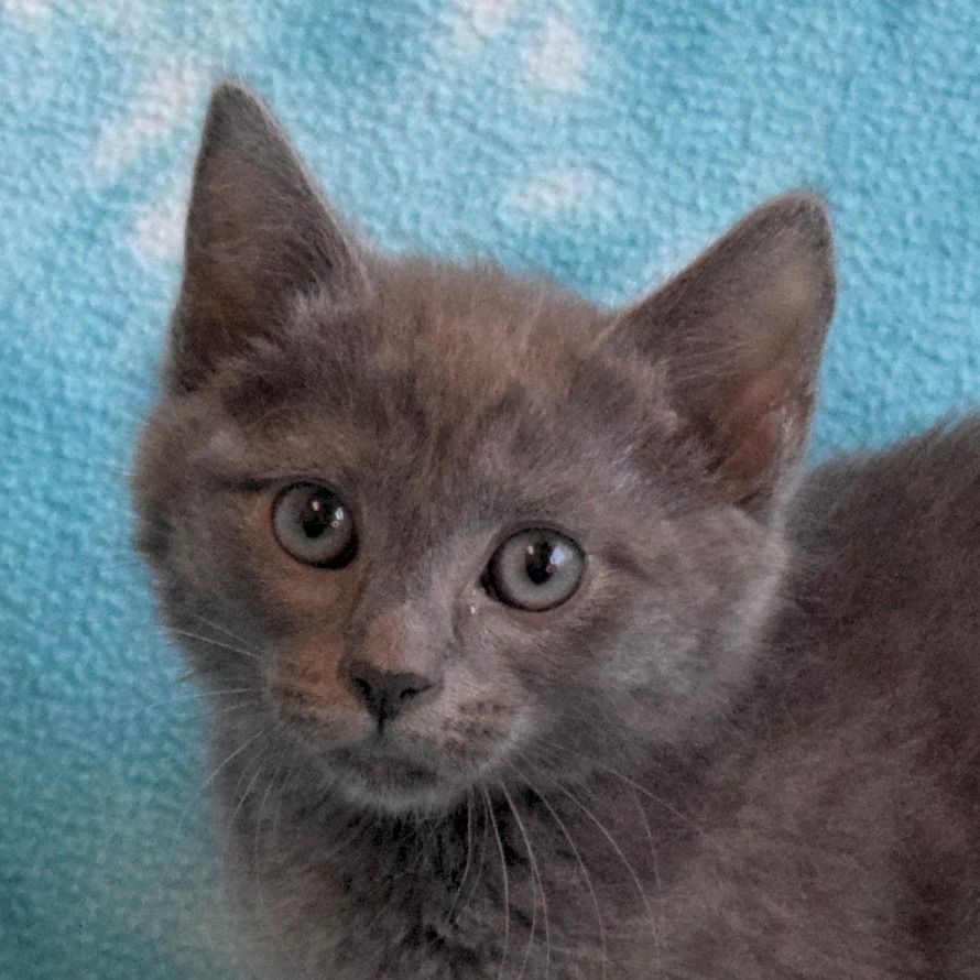 Han Solo, an adoptable Domestic Medium Hair in Eureka, CA, 95503 | Photo Image 1