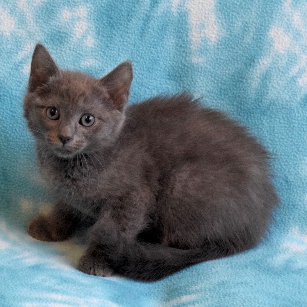 Han Solo, an adoptable Domestic Medium Hair in Eureka, CA, 95503 | Photo Image 2