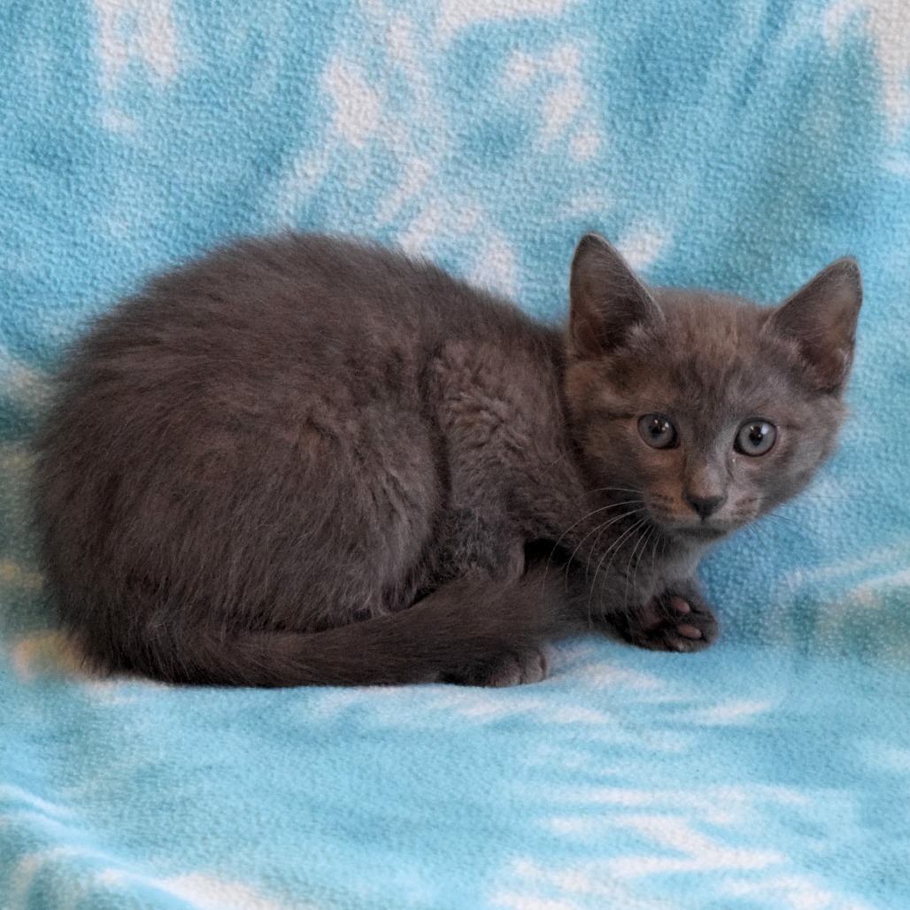 Han Solo, an adoptable Domestic Medium Hair in Eureka, CA, 95503 | Photo Image 3