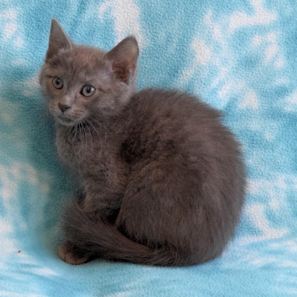 Han Solo, an adoptable Domestic Medium Hair in Eureka, CA, 95503 | Photo Image 4