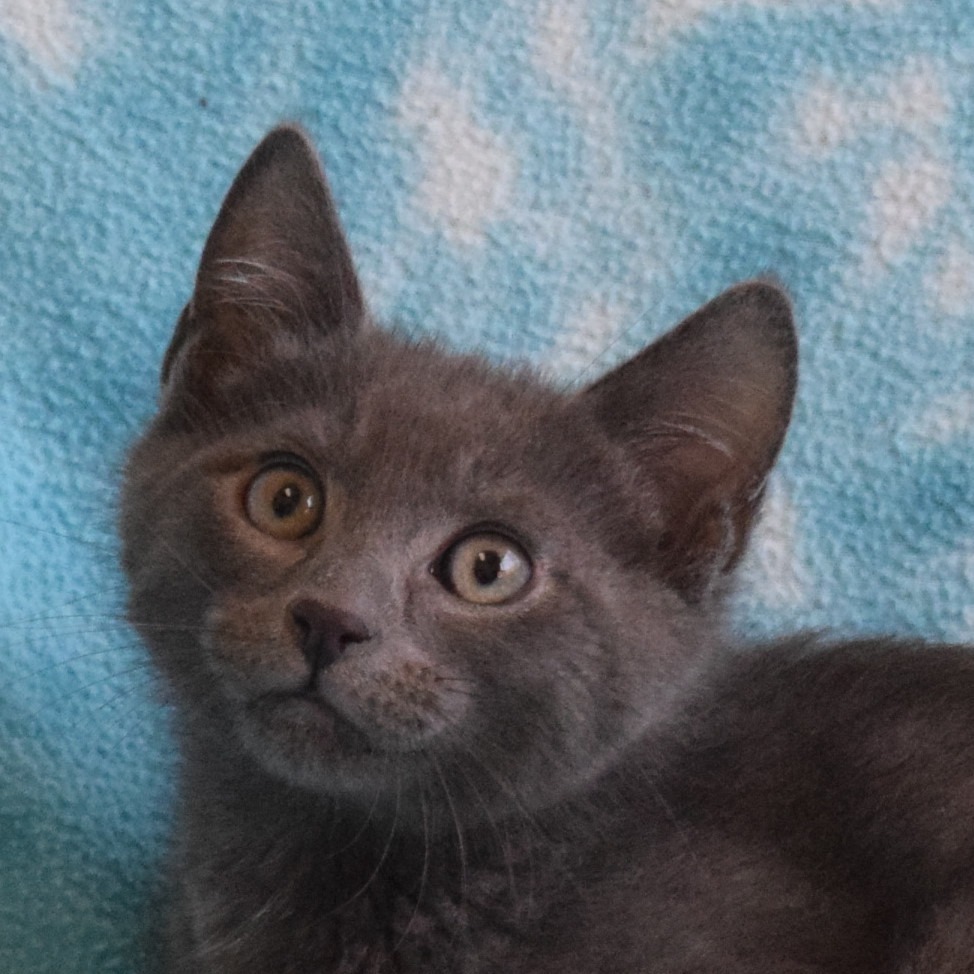 Luke, an adoptable Domestic Short Hair in Eureka, CA, 95503 | Photo Image 1