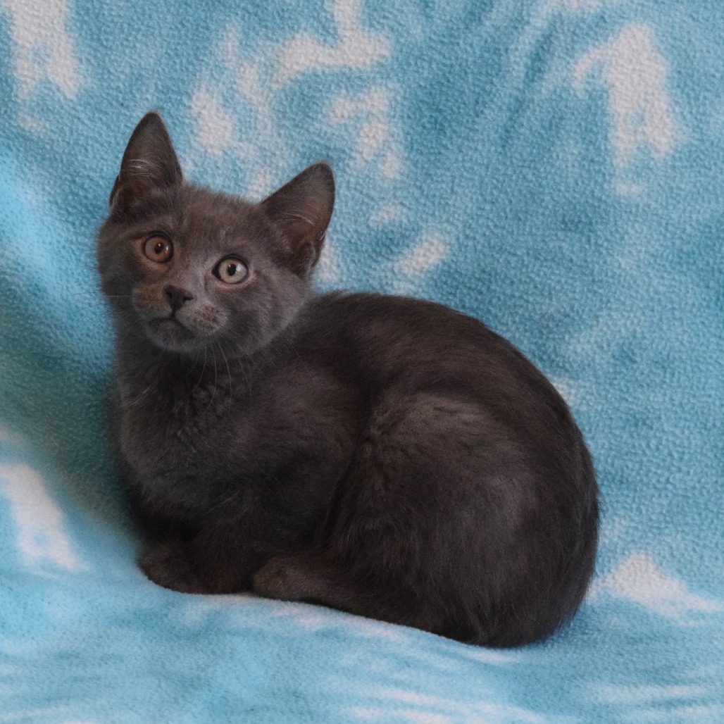 Luke, an adoptable Domestic Short Hair in Eureka, CA, 95503 | Photo Image 2