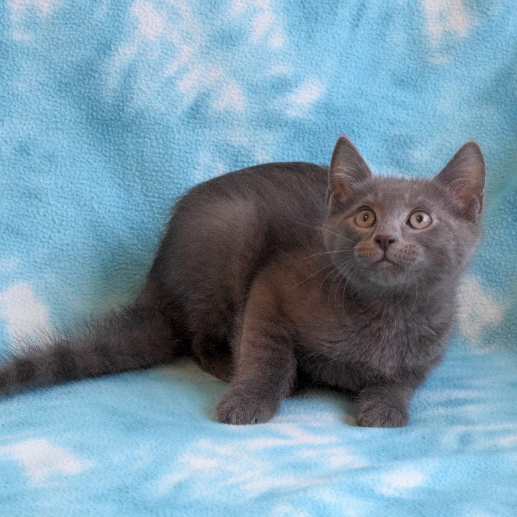 Luke, an adoptable Domestic Short Hair in Eureka, CA, 95503 | Photo Image 3