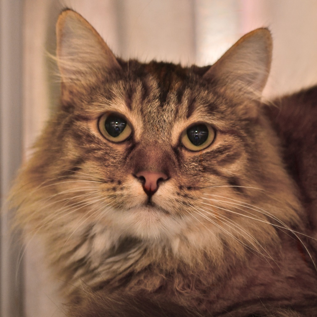 Buttercup
