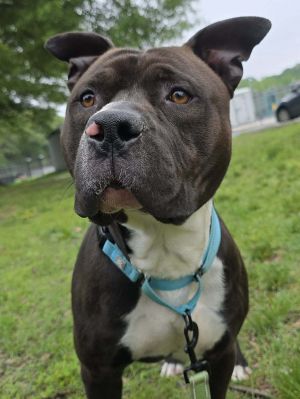 Maxx, Adult Male unknown