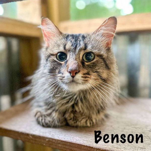 Benson photo 1